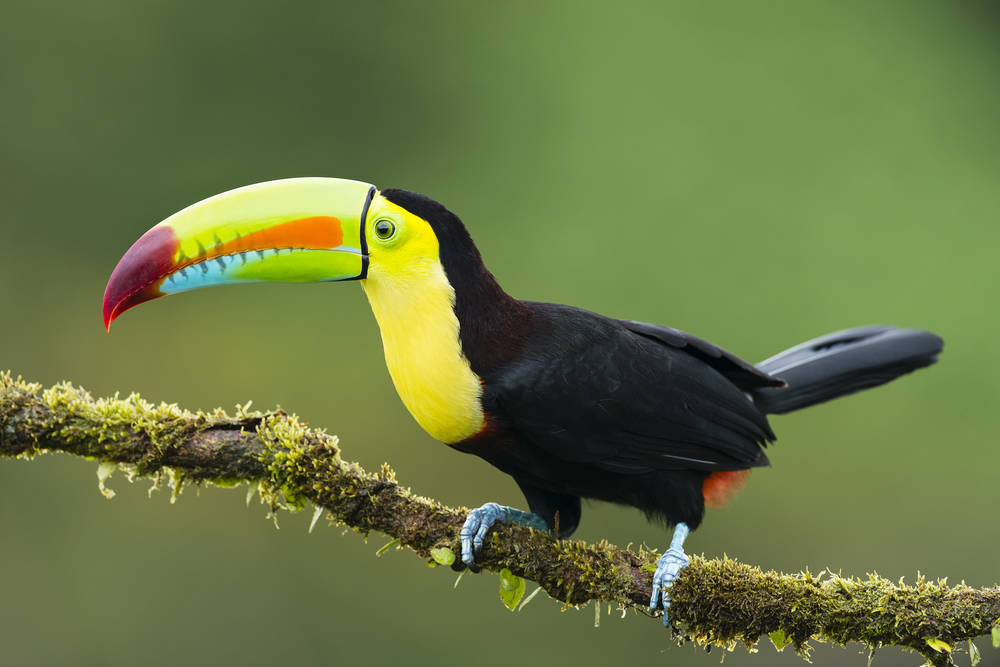 toucan birds