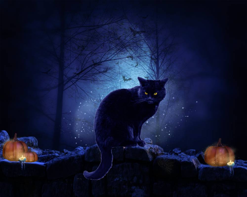 An Halloween Cat