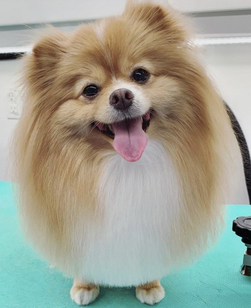 Jeffree Star's Dogs - Meet The Poms Of The Reality Star